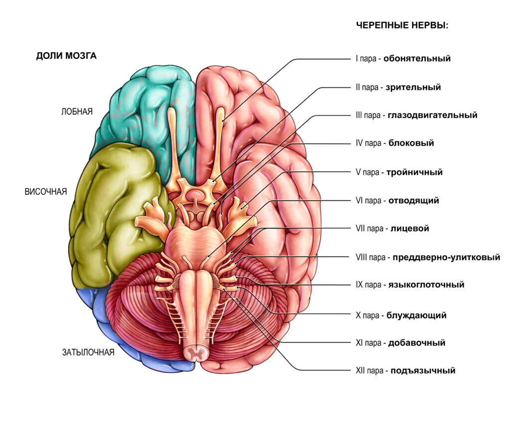 Сколько пар черепных нервов отходит. 12 Черепно мозговых нервов. Черепно-мозговые нервы 12 пар. 12 Черепных нервов анатомия. 12 Пар черепных нервов схема.